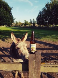 cervezaserrana2018_1536654246413